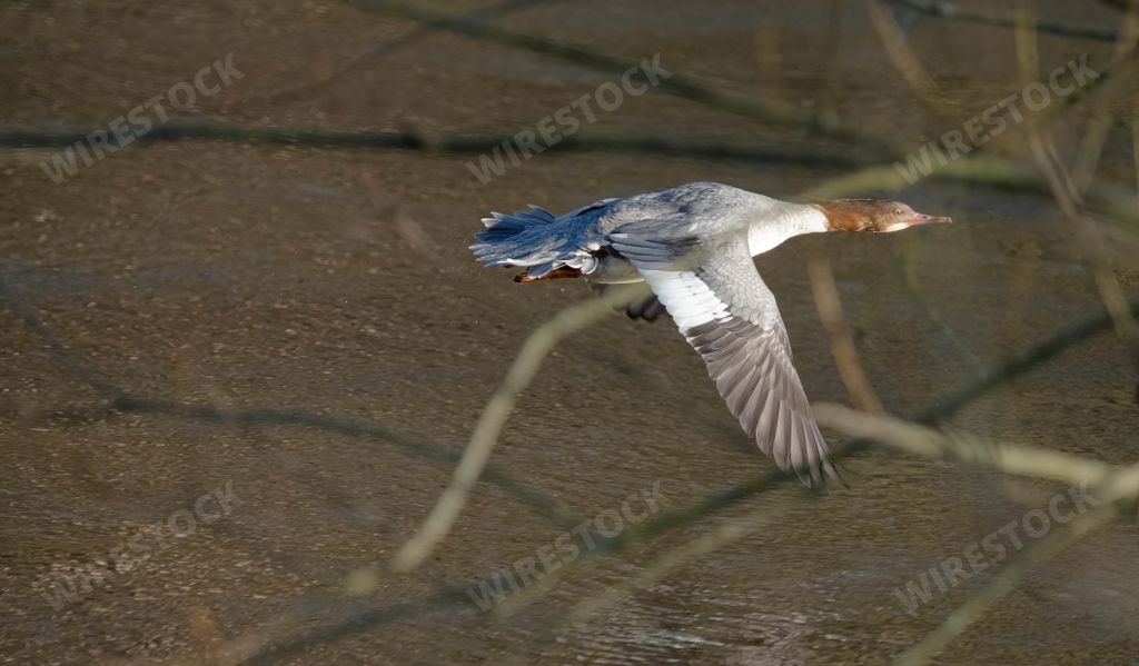 A scenic view of a fish-eating duck flying in the air