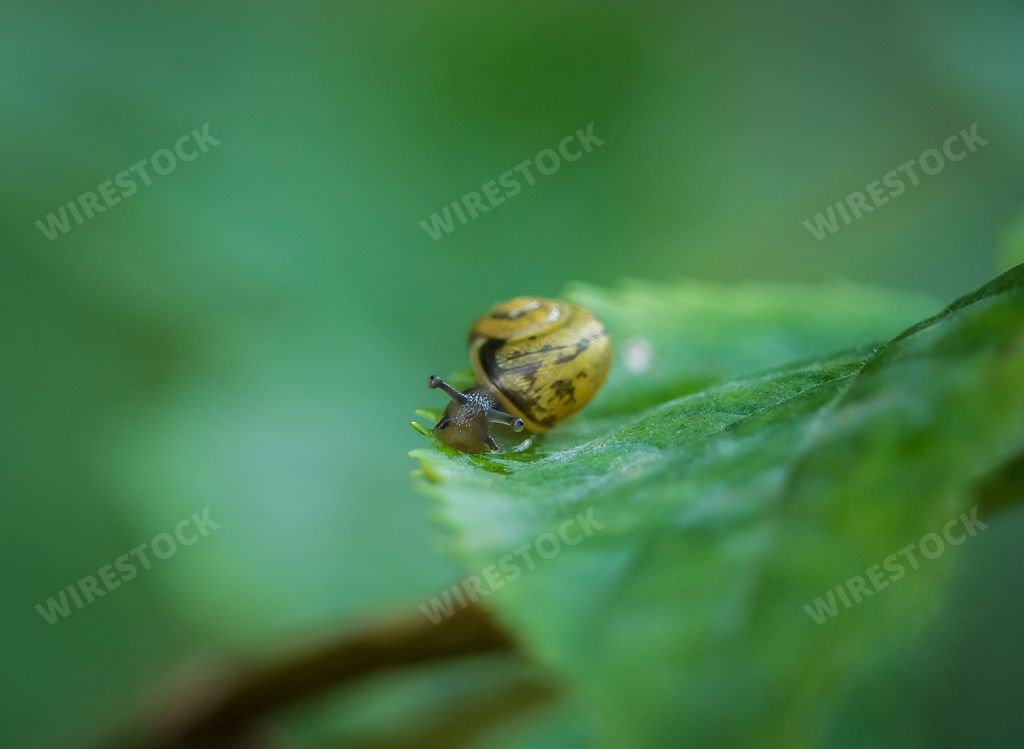 A macro photograph of a yellow snail perched atop a vibrant green leaf