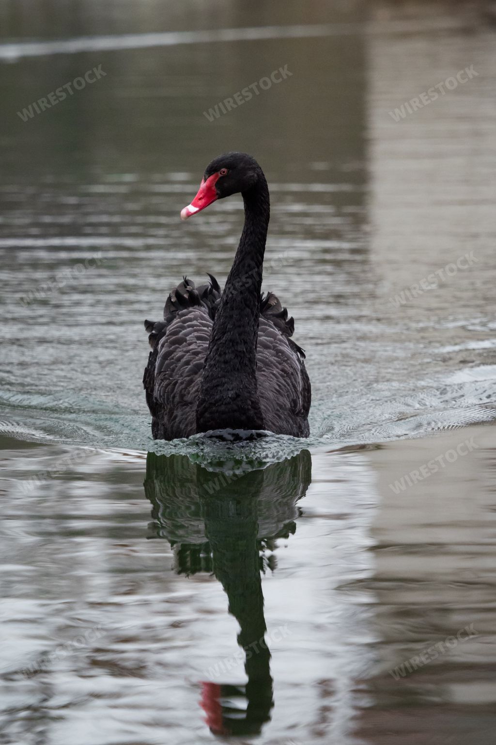 A vertical shot of the beautiful black swan swimming in the lake water on a gloomy day