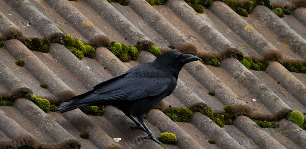 A closeup shot of a black crow bird perched on a roof