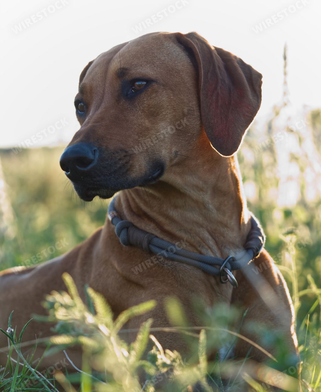 A closeup shot of a cute rhodesian ridgeback dog in a field at sunset