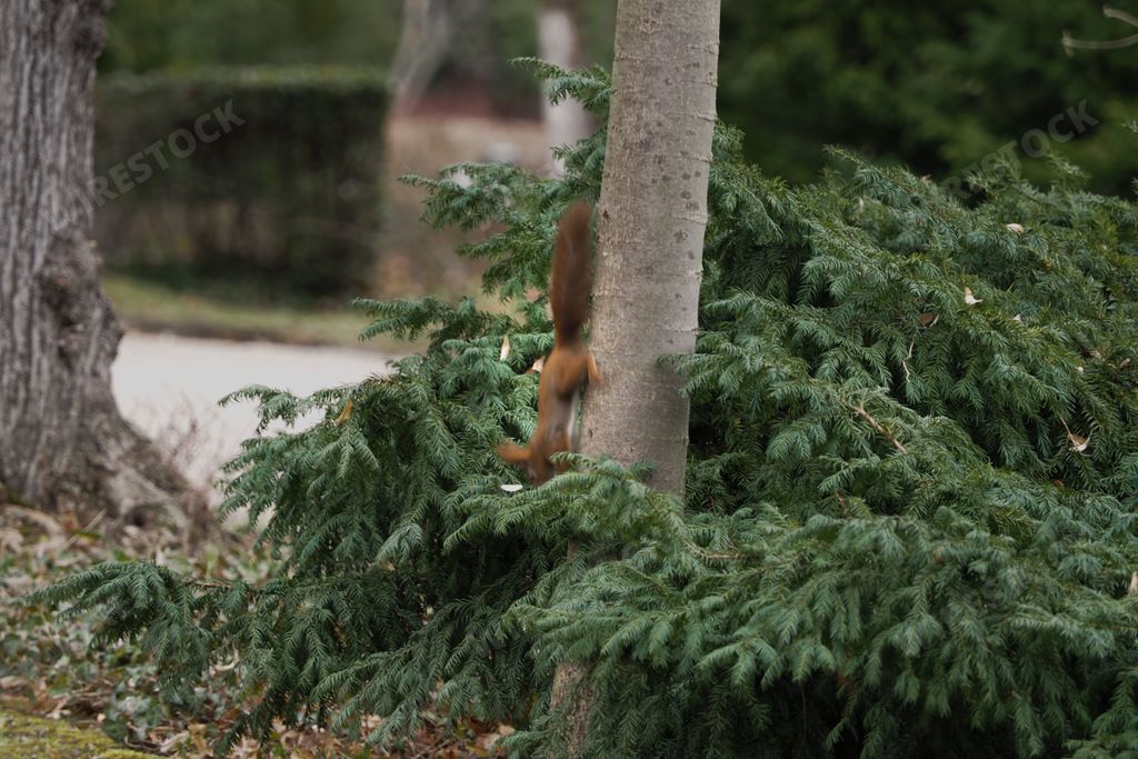 A red squirrel running down on an evergreen tree trunk