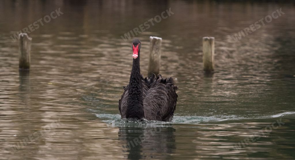 A beautiful black swan swimming in the lake water on a gloomy day