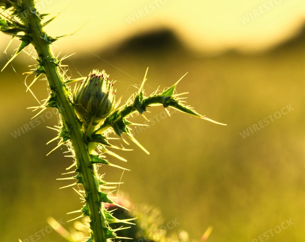 A closeup shot of a thistle flower with bushes in a garden