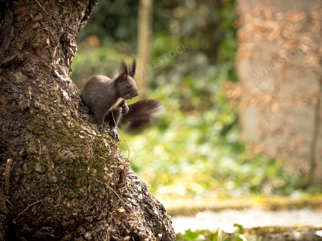 A closeup of a beautiful fox squirrel on a tree trunk in a park