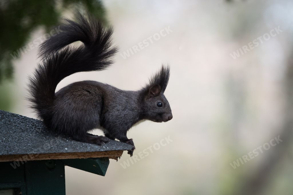 A closeup side-view of a beautiful fox squirrel on the corner of an outdoor table