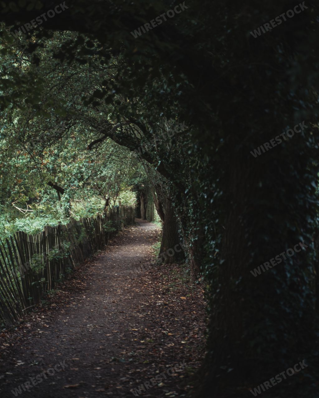 A vertical shot of a narrow path surrounded by trees in the forest
