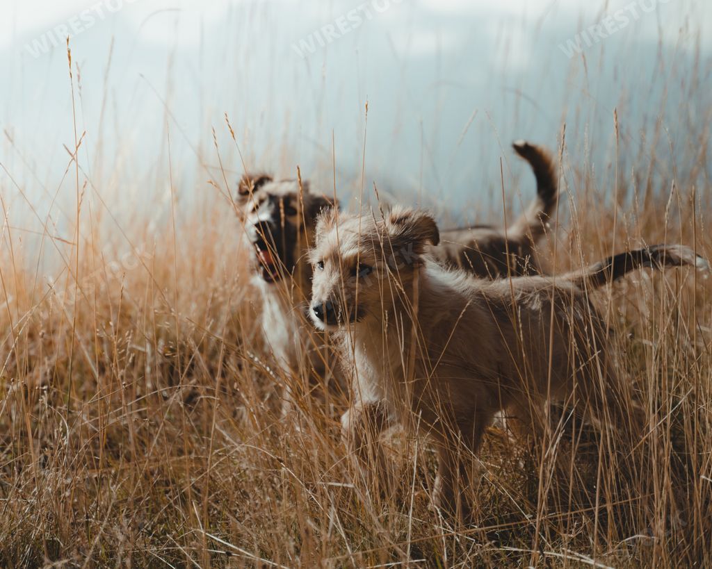 A couple of cute puppies on a grassy meadow