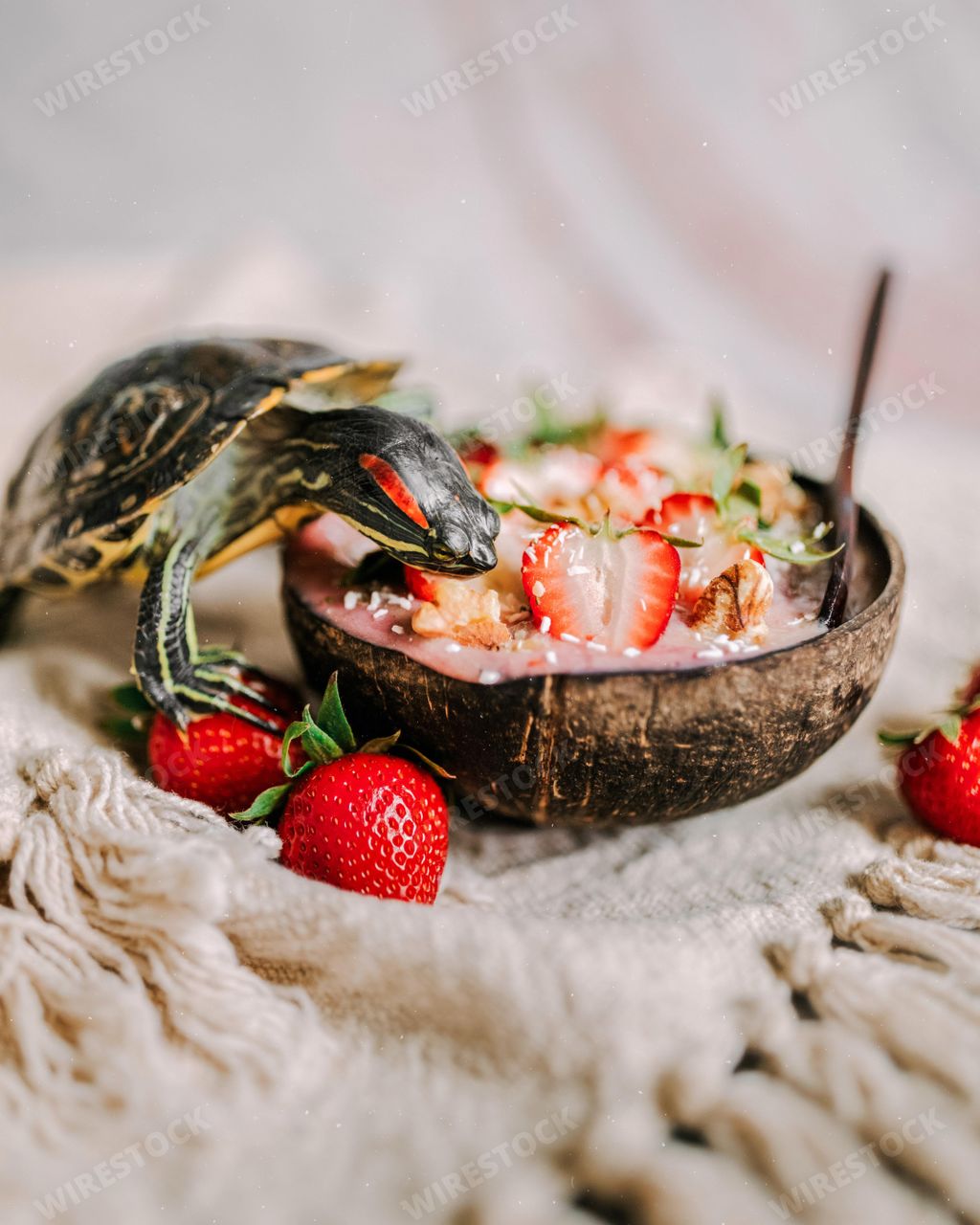 A shallow focus of a small water turtle eating strawberry salad