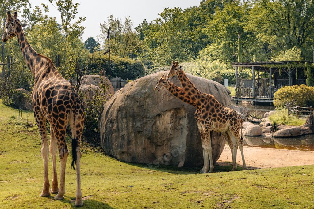 The Rothschild's giraffes, Giraffa camelopardalis rothschildi, in the zoo. Cumiana, Turin, Italy.