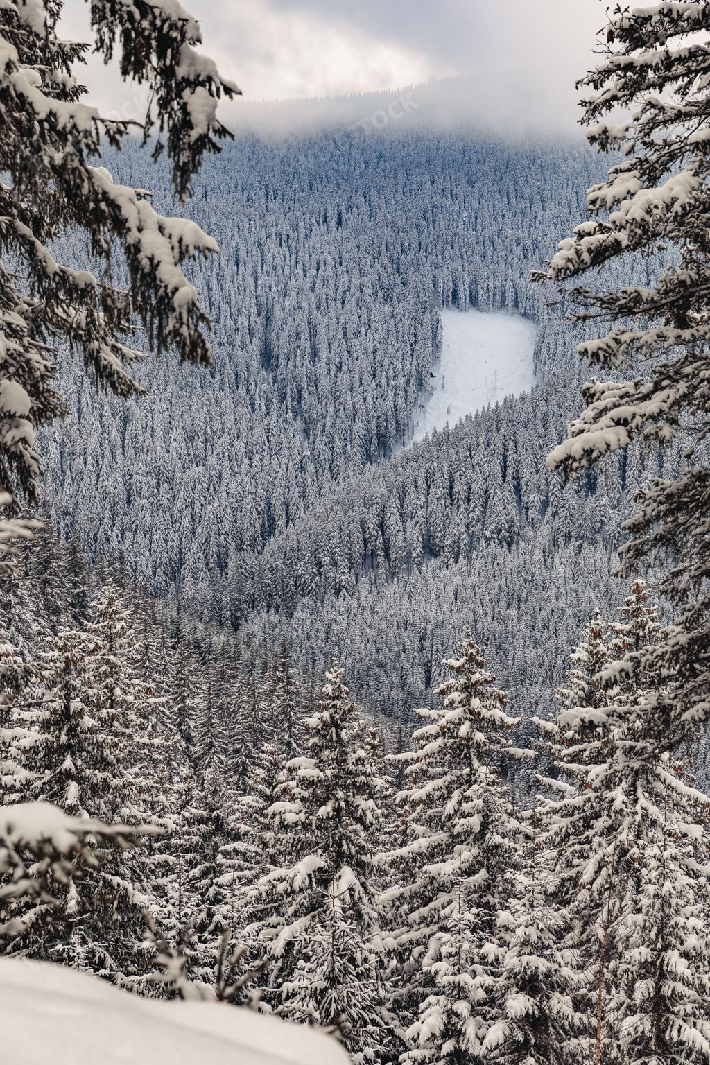 A winter landscape with pine forest up in the mountains with a very large layer of snow
