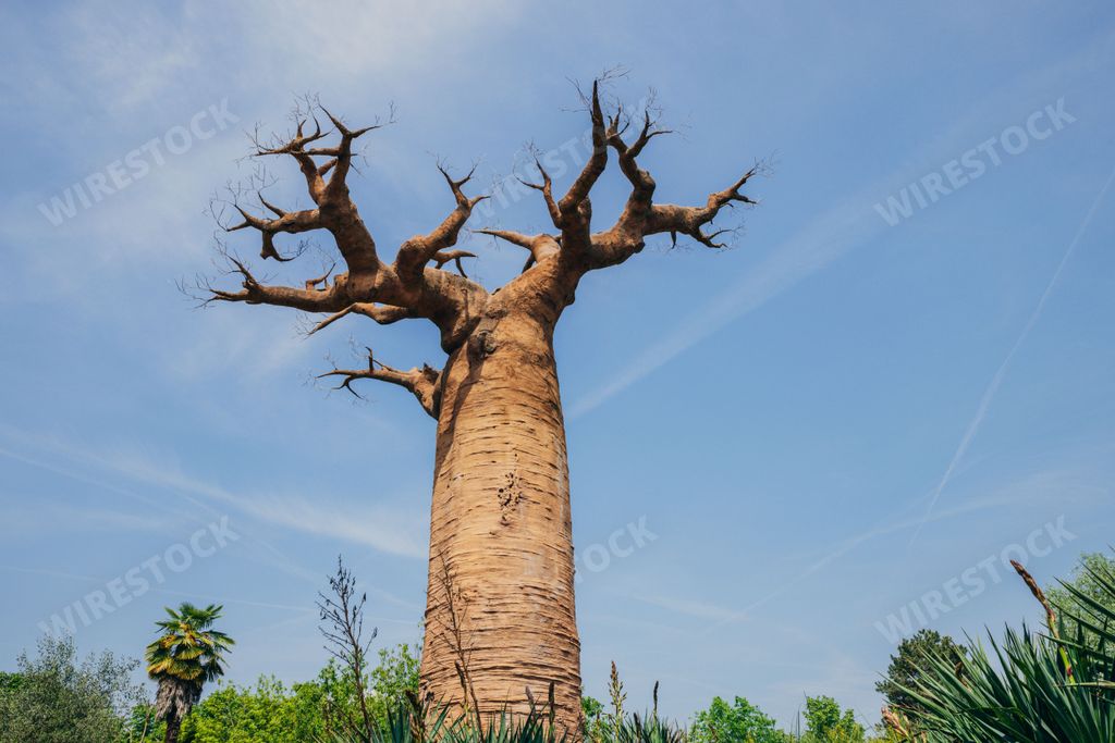 The giant baobab surrounded by green vegetation. Cumiana, Turin, Italy.