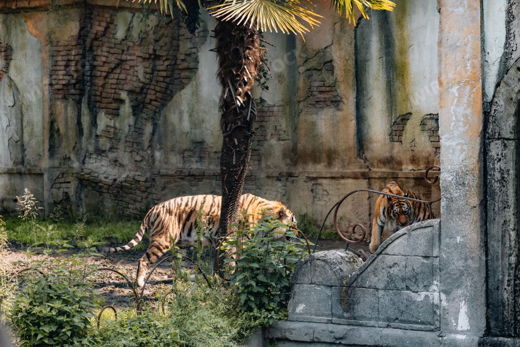 The Siberian tiger passing by a palm tree in the zoo. Cumiana, Turin, Italy.
