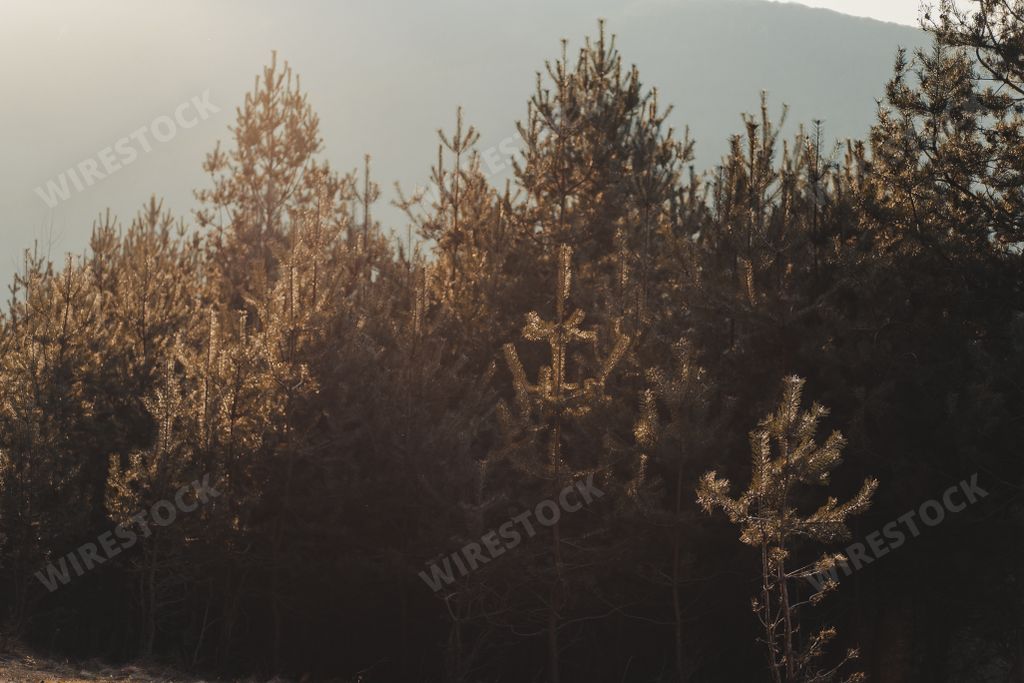 A scenic view of bushy trees on a mountainous background