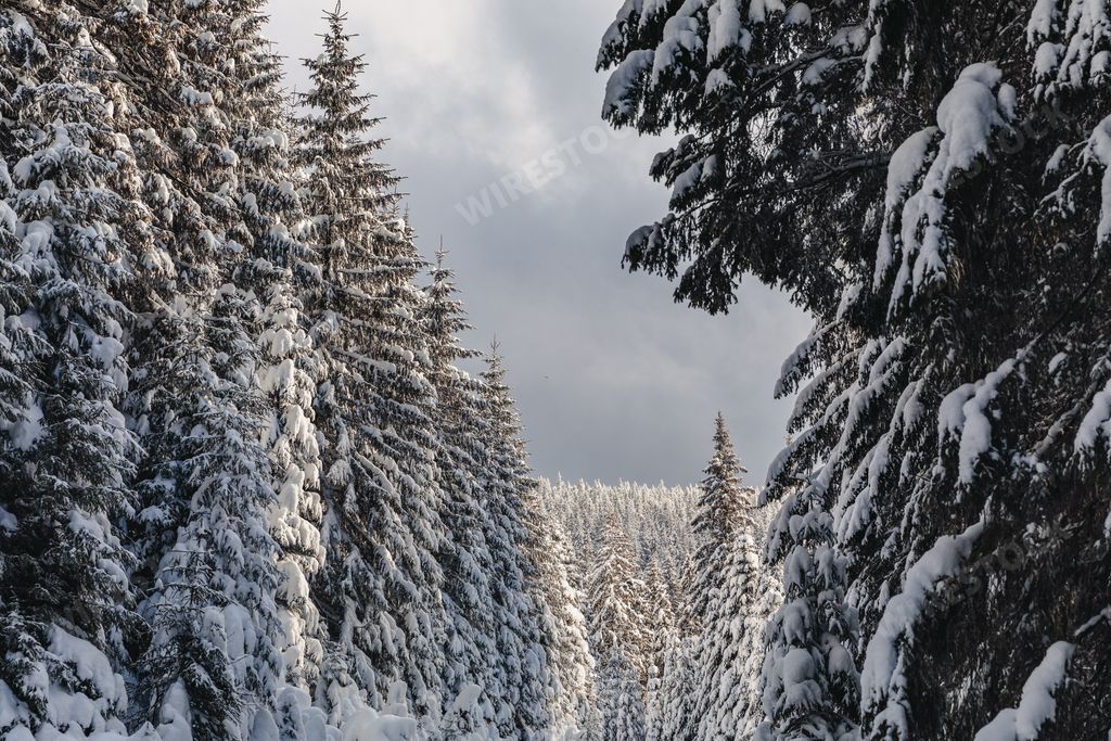 A winter landscape with pine forest up in the mountains with a very large layer of snow