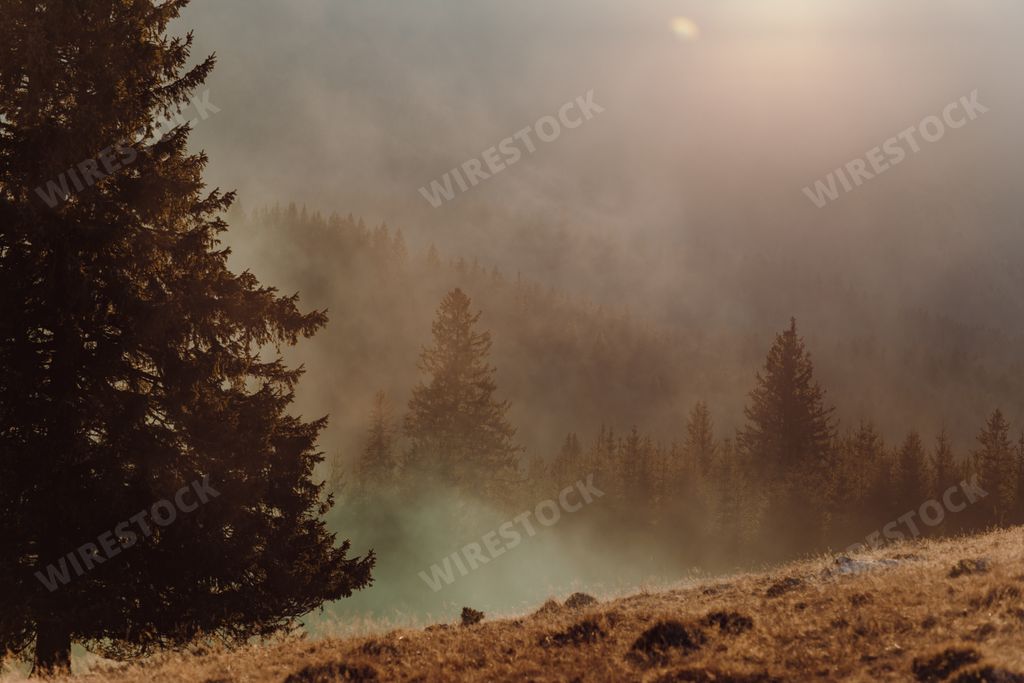 A beautiful view of high pine trees in the forest in warm sunlight