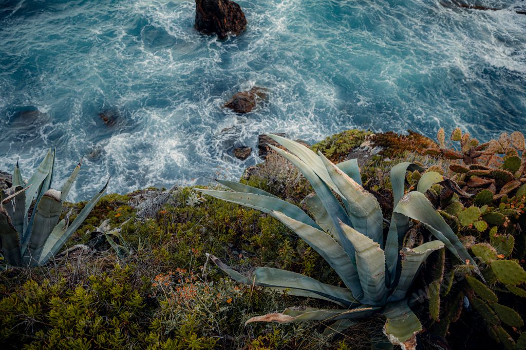 The sea and the green leafy plants on the shore in Genova- Italy