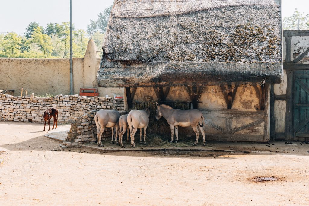 A small group of Somali wild ass in the zoo. Equus africanus somaliensis.