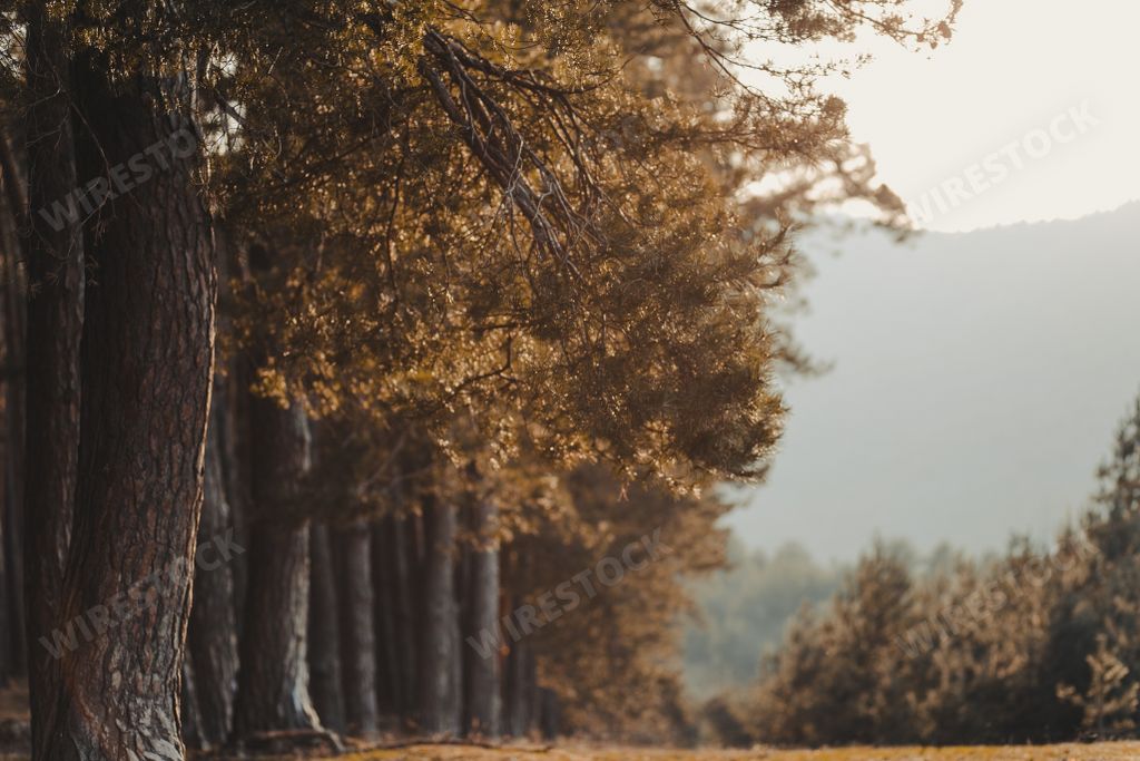 A scenic view of bushy trees on a mountainous background