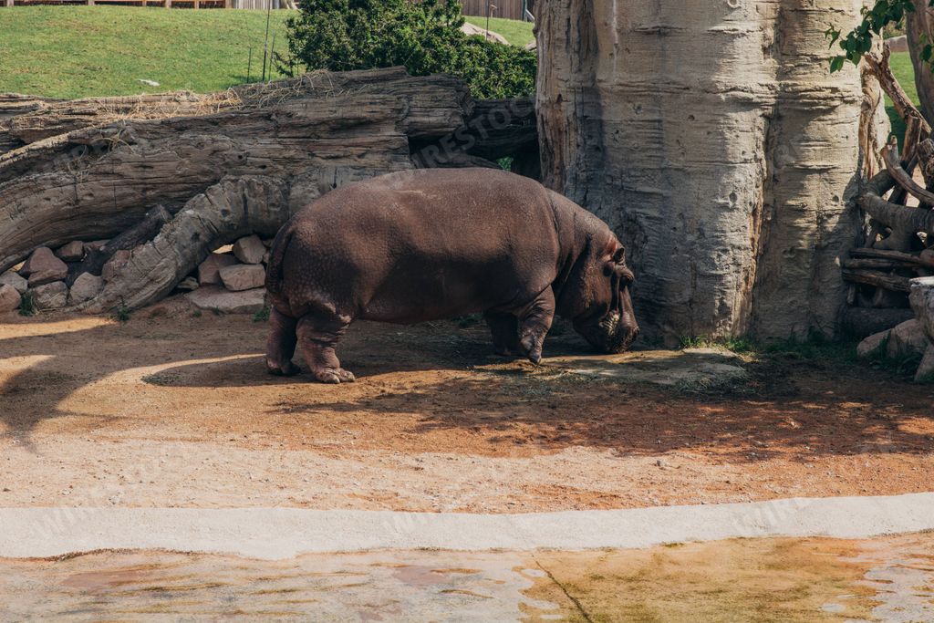 The hippopotamus in the zoo of Cumiana, Turin, Italy.