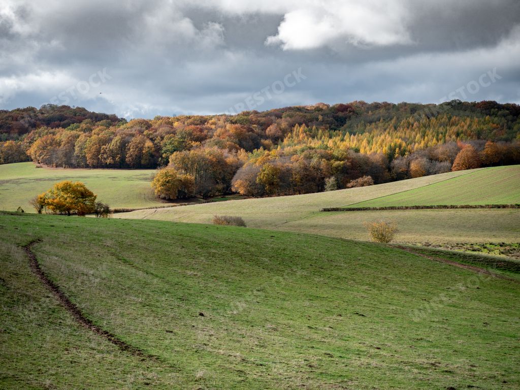 A beautiful shot of grassy hills with a forest in the distance under a cloudy sky