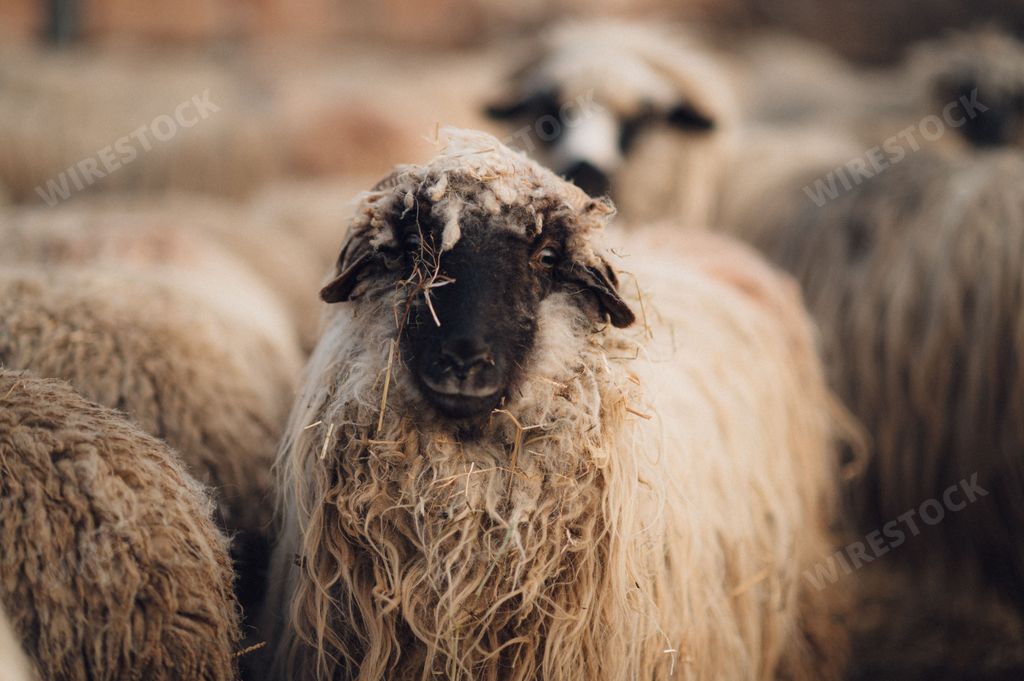 A flock of sheep in a rustic barn setting.