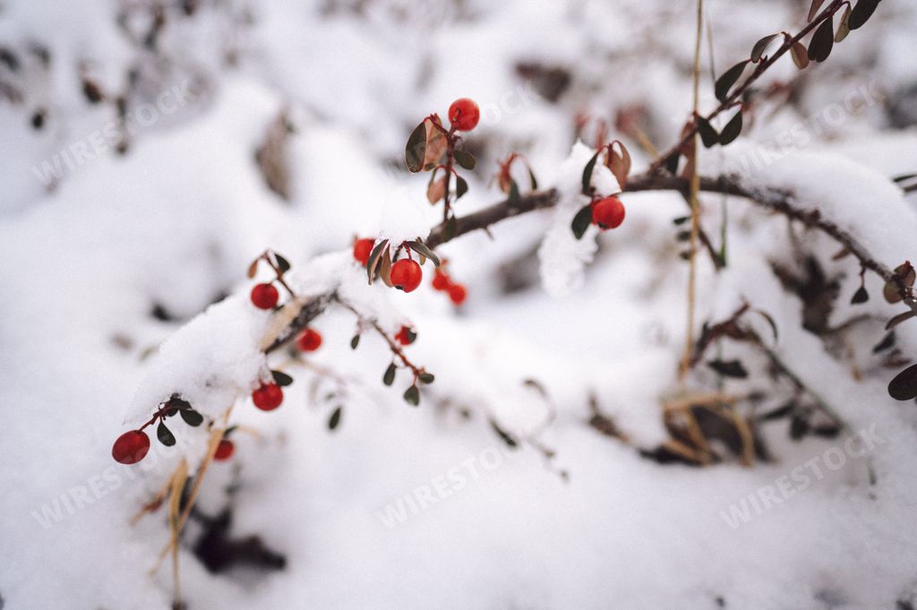Snow-covered tree with berries, creating a wintery growth scene