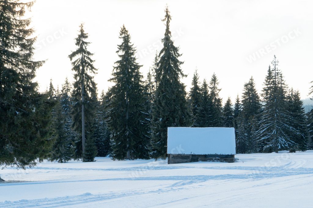 A beautiful small house in a forest surrounded by pine trees and covered in snow