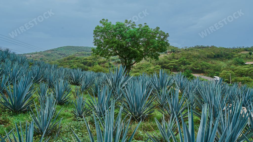 Plantation of blue agave in the field to make tequila
