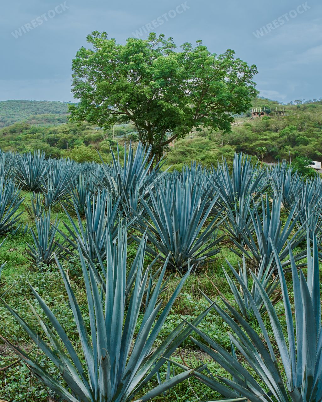 Plantation of blue agave in the field to make tequila