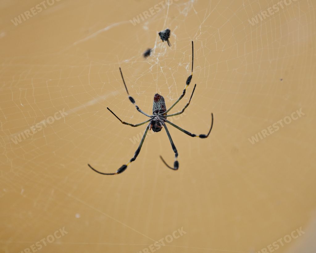 Nephila spider known as golden silk spider due to the color of its web against sunlight