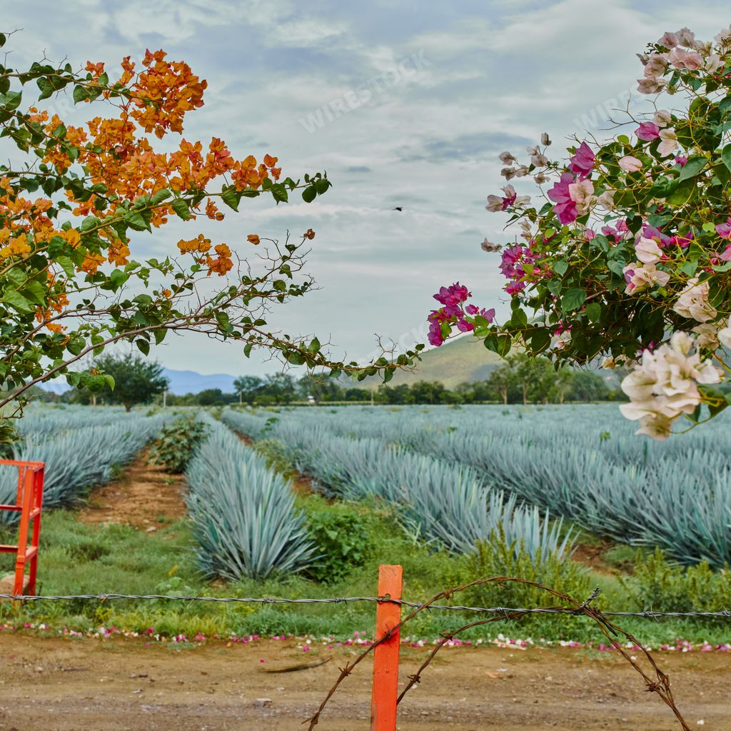 Blue agave plantation in the field to make tequila concept tequila industry