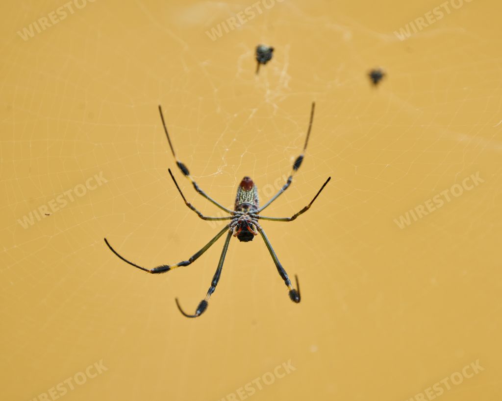 Nephila spider known as golden silk spider due to the color of its web against sunlight
