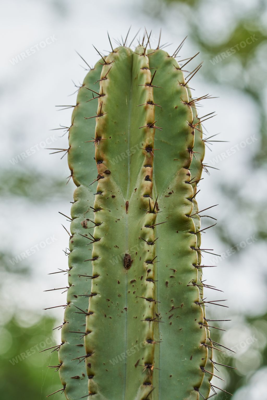 A vertical of a green cactus covered in sharp spikes in the botanical garde