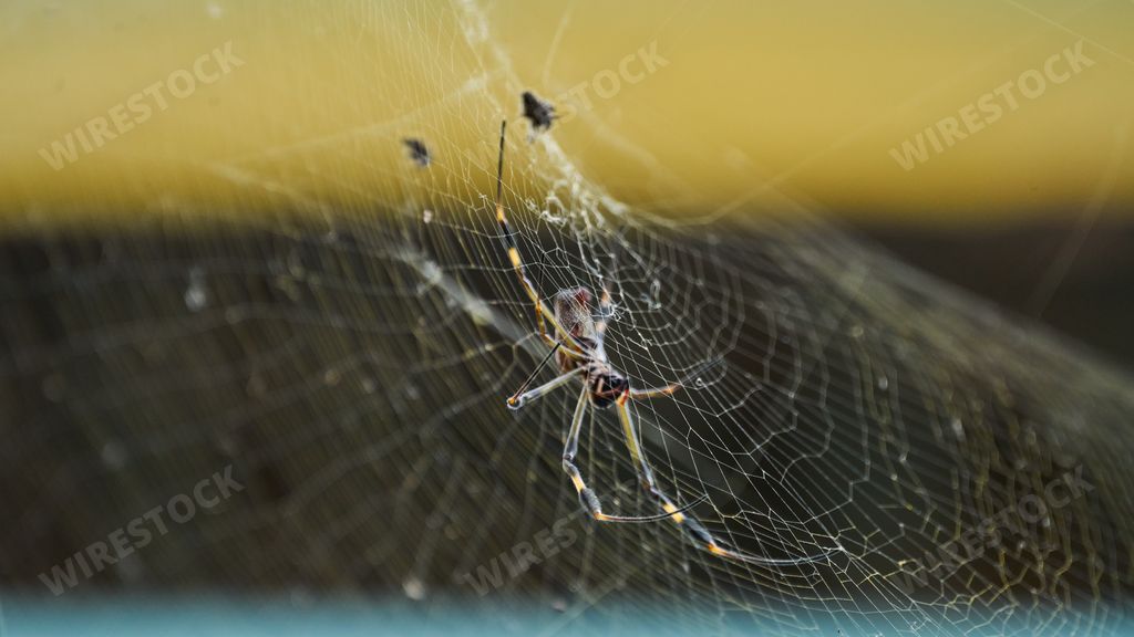Nephila spider known as golden silk spider due to the color of its web against sunlight