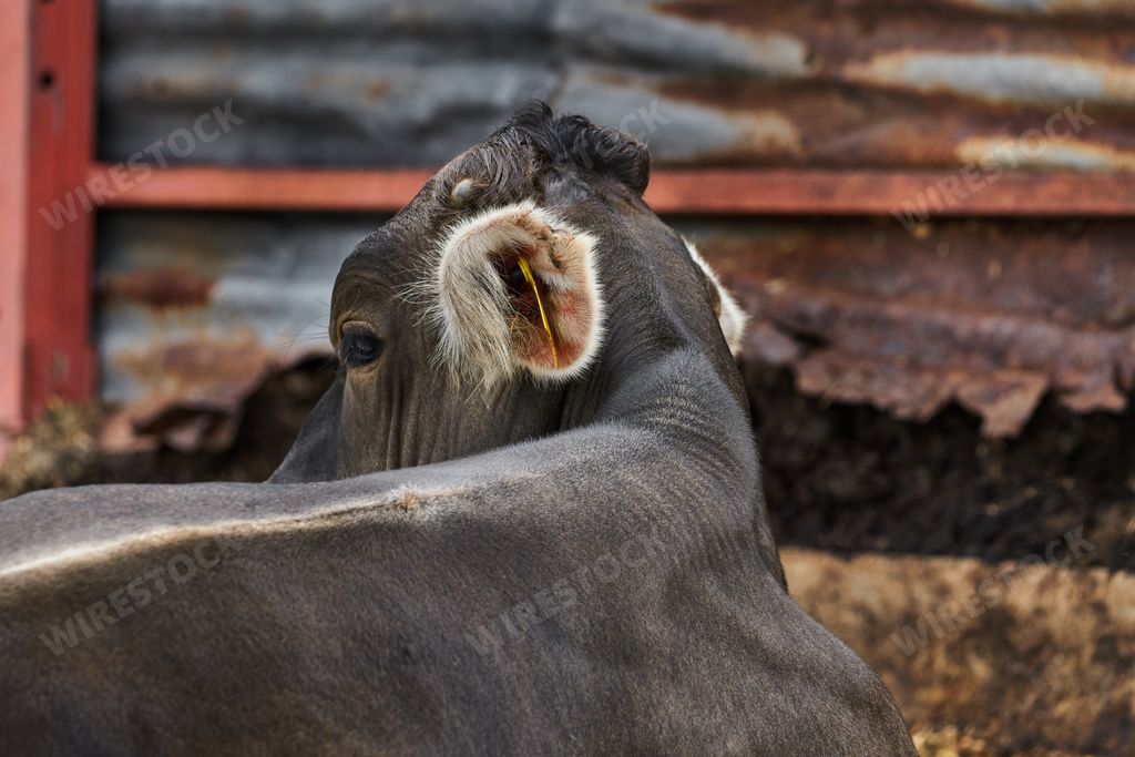 Portrait of a young bull posing inside a corral on a ranch