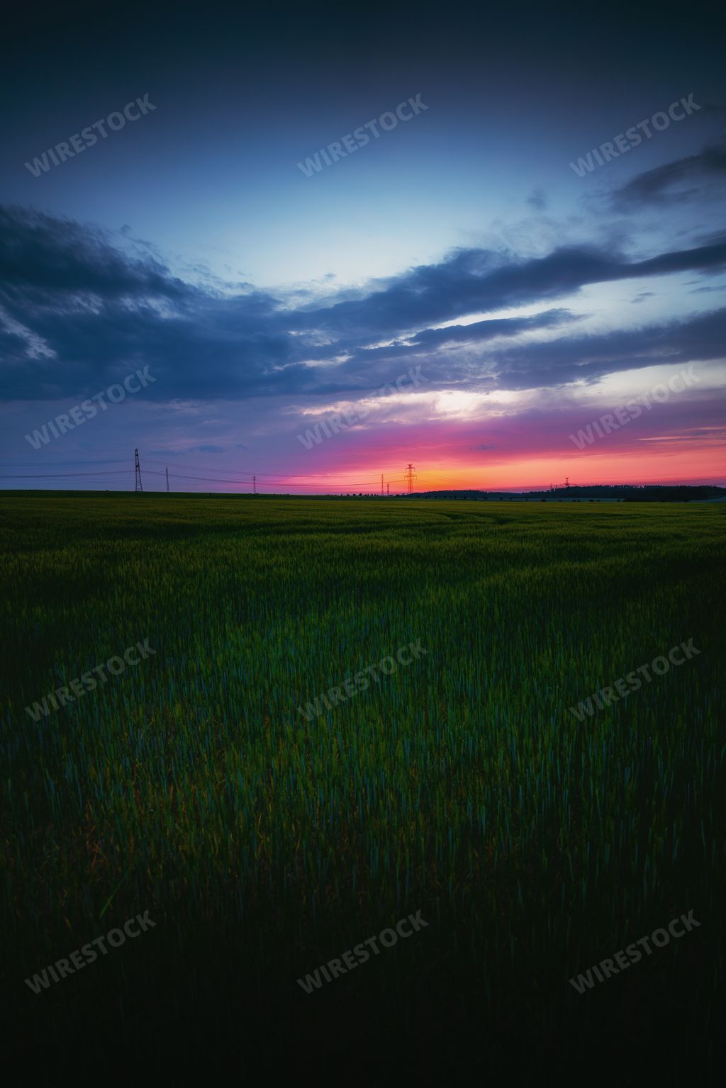 A vertical shot of fresh green grass field at scenic sunset