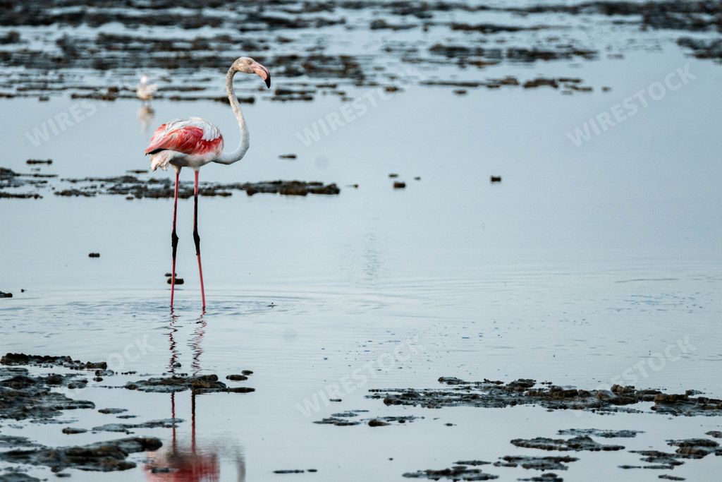 A beautiful shot of a pink flamingo inside the water at the beach
