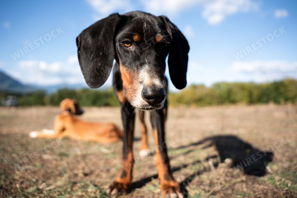 A closeup view of a dog looking into the camera on a field during a sunny day