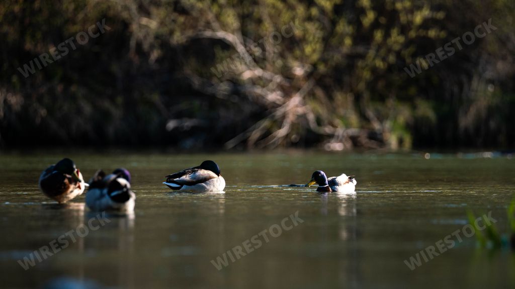 The group of male mallards floating on the water surface. Anas platyrhynchos.