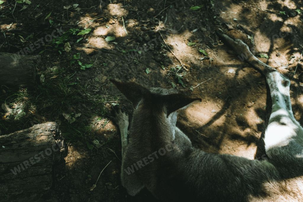 A wallaby comfortably sitting on the ground in a forest surrounded by leaves and tree branches