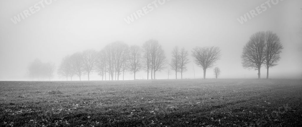 A greyscale panoramic shot of a field covered with the trees in a row in a foggy day