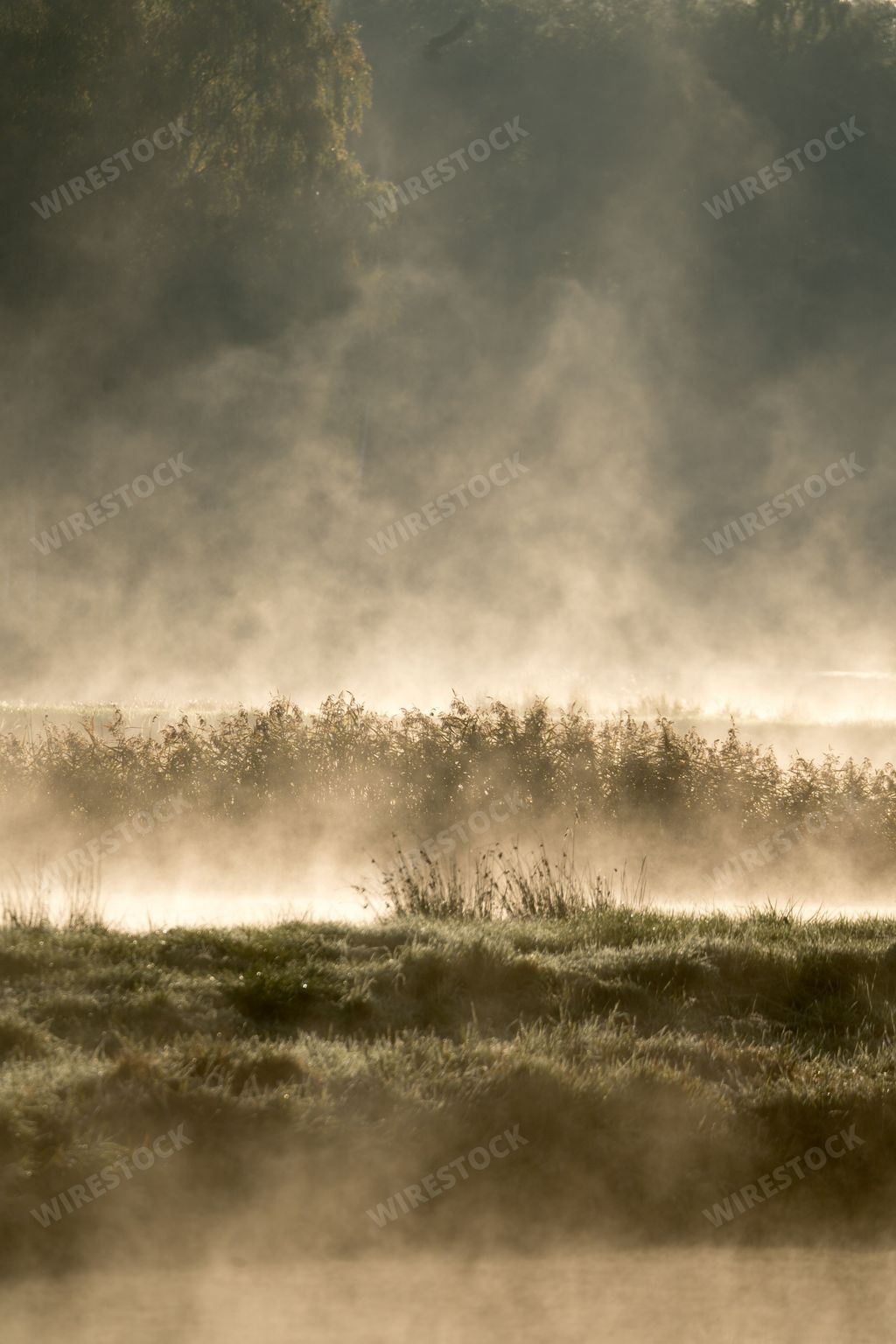 A scenic landscape featuring a meadow of lush green grass and trees in the backdrop in the foggy atmosphere