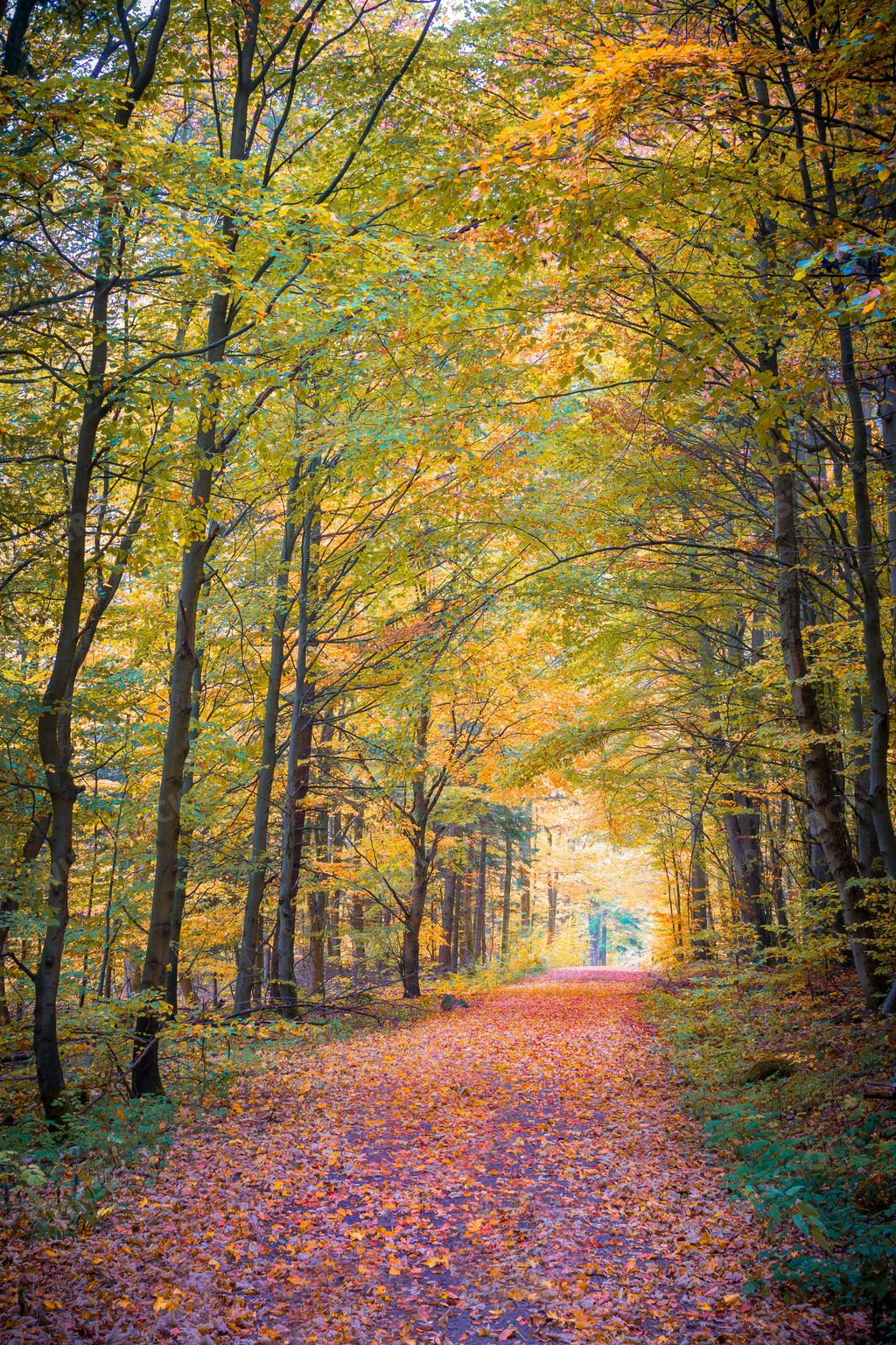 A vertical shot of a deciduous forest path with colorful trees in autumn