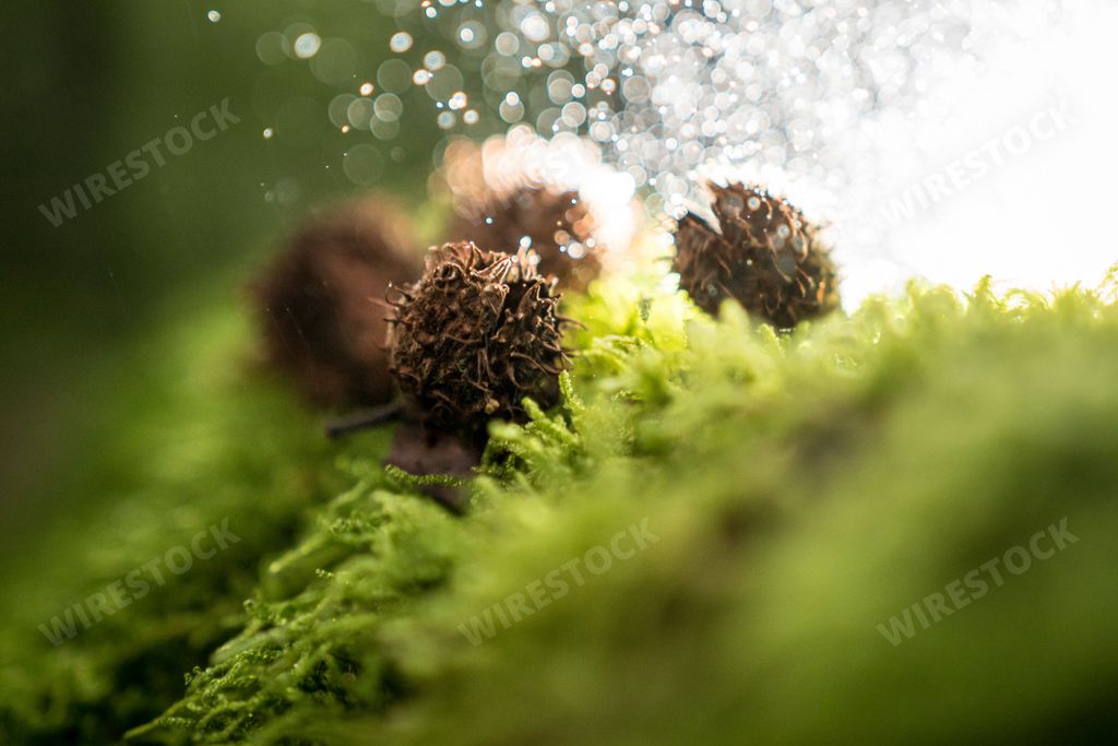 Buchecker der Rotbuche auf Moos am Waldboden - Beechnut of the common beech on moss in the forest