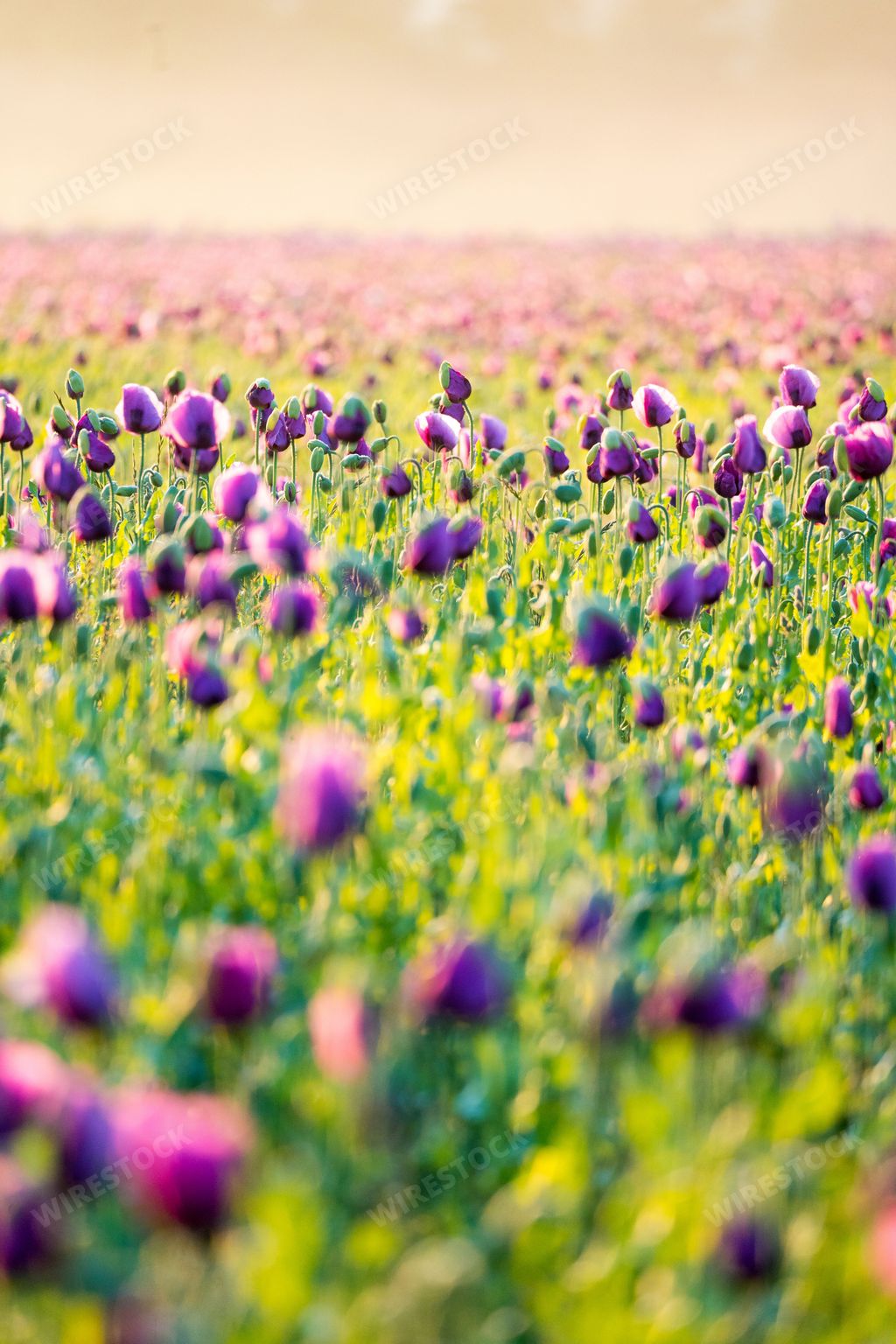A vertical shot of an opium poppy field with a tree in the background - Papaver somniferum