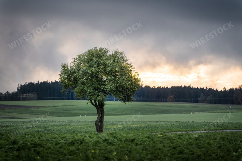 An idyllic landscape of a lush green tree in a field with a dreamy foggy forest in the background