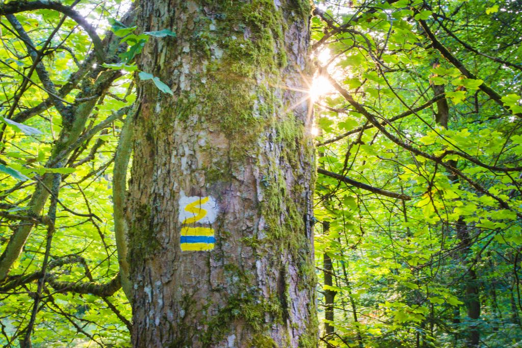 The bright sun shining behind the green tree with a hiking trail mark