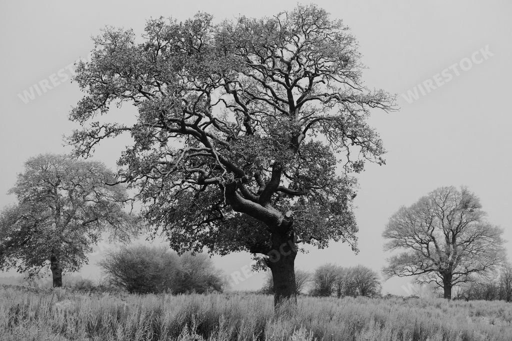 A grayscale shot of a snow covered tree on a field in Somerset, England