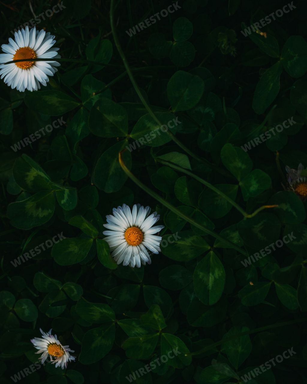 The vertical high-angle view of daisies blooming in the green leaves